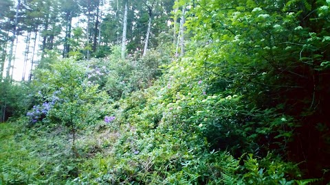 Bansha Forest Recreational Area