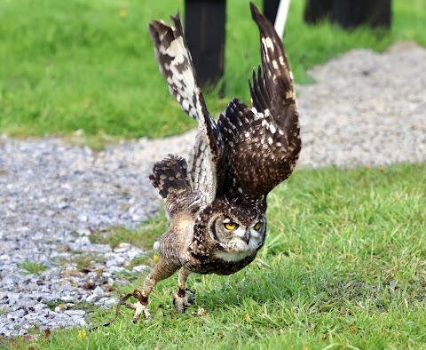 Falconry Kerry (in Killarney)