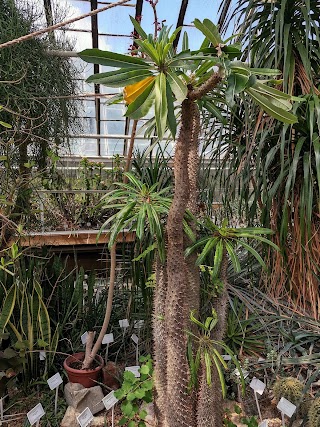 Szklarnie Ogrodu Botanicznego Uniwersytetu Marii Curie -Skłodowskiej w Lublinie