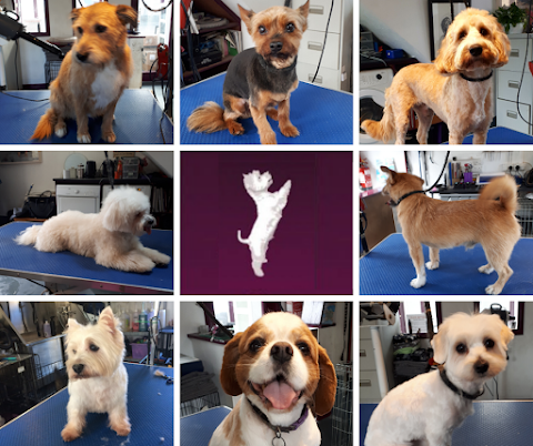 The Little Dog Laughed Grooming Salon