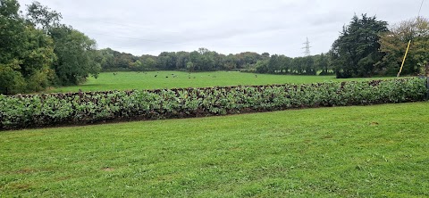 Tree Surgeons & Tree Removal - Pro Gardening - Limerick