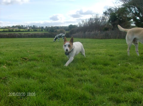 Stoneyford boarding Kennels and Cattery