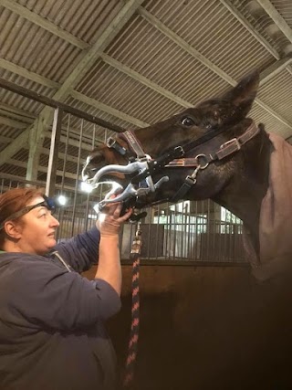 Sycamore Equine Dentistry