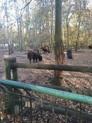 Dyrekcja ZOO