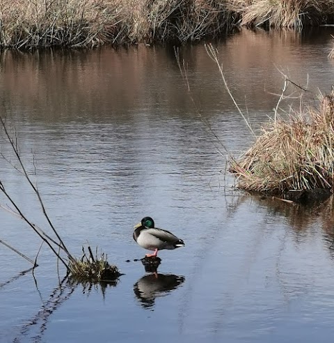 Newpark Marsh Park