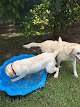 Photo of Paws Pet Retreat - 427 Galston Road, Dural NSW 2158, Australia