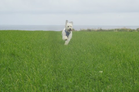 Mutlins Boarding Kennels