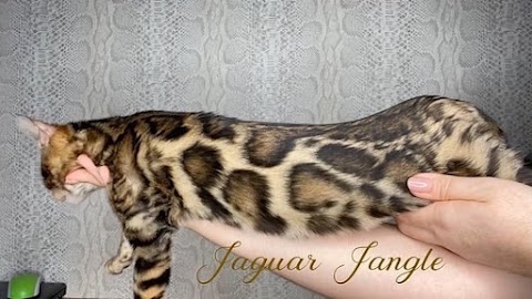 Jaguar Jangle