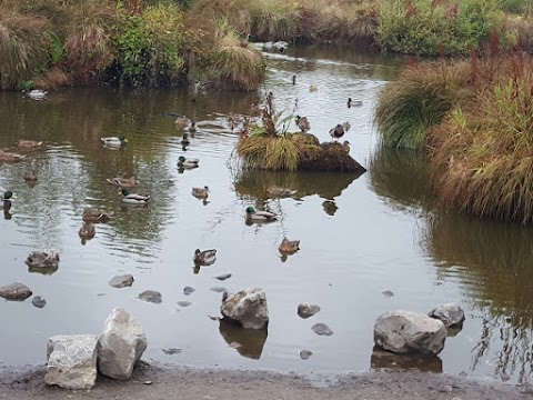 Newpark Marsh Park