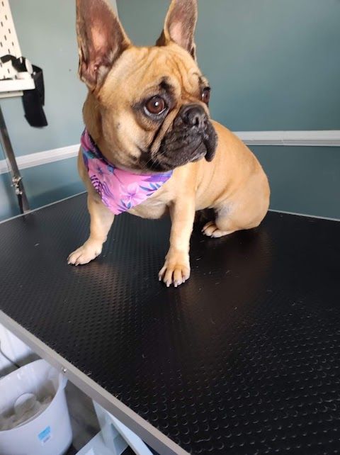 What the pup, Dog grooming- Carrick on Suir