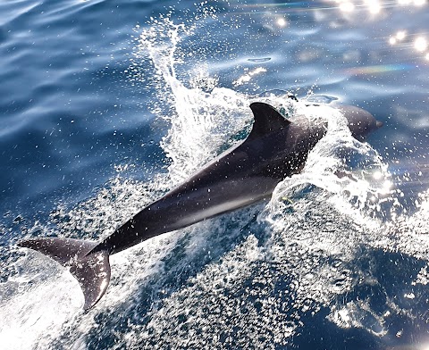 Cork Whale Watch