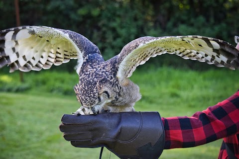 Falconry Kerry (in Killarney)