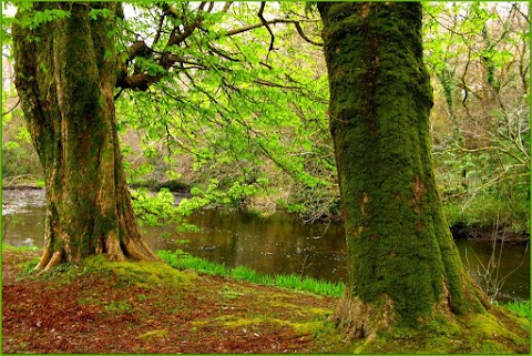 Oughterard Shrubbery