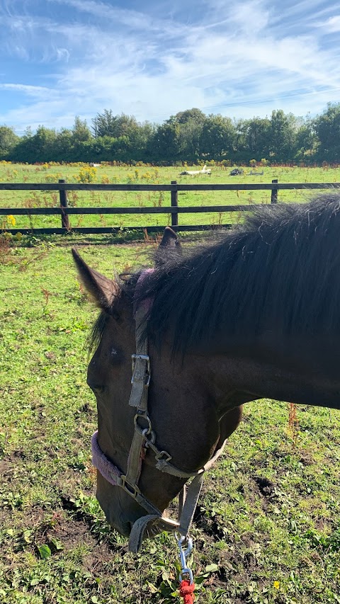 Feeneys Equestrian Centre Galway