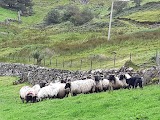 Killary Sheep Farm