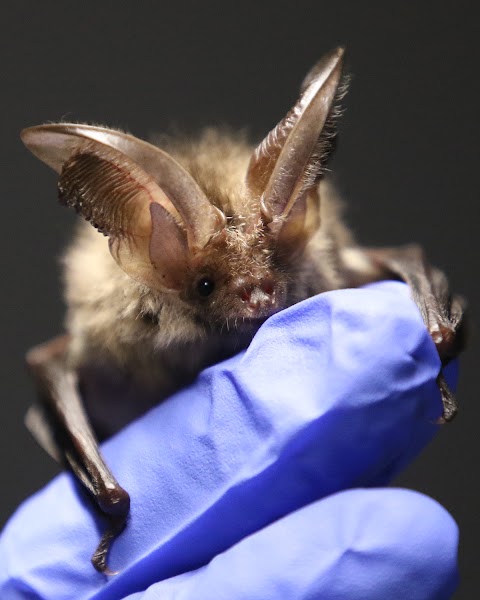 Bat Rehabilitation Ireland