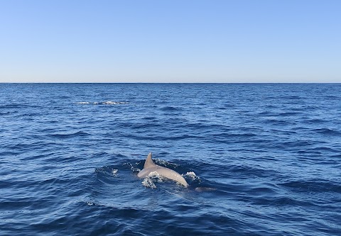 Fenit Sea Safari