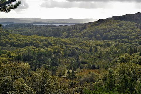 Glengarriff Forest Therapy