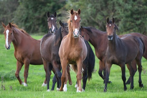 Ceithre Cos Veterinary Clinic