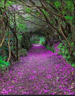 Reenagross Woodland Park Kenmare