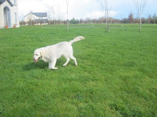 Jenkinstown Boarding Kennels