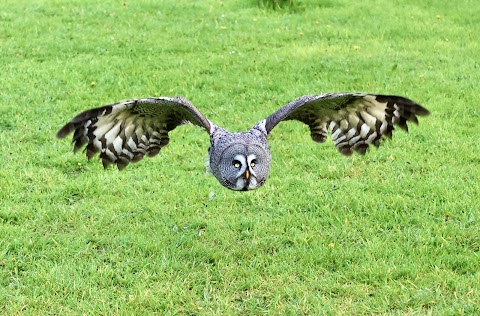 Falconry Kerry (in Killarney)