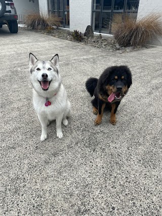 DogHQ Day Care in Albany