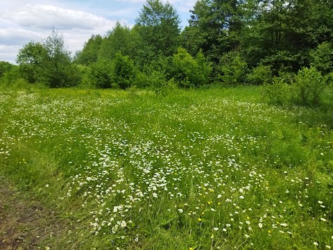 Ромашкове поле