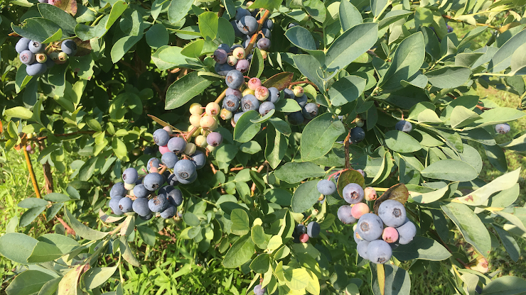 Wendell Blueberry Farm, Wendell, NC