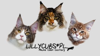 Lillycubs - hodowla kotów Maine Coon