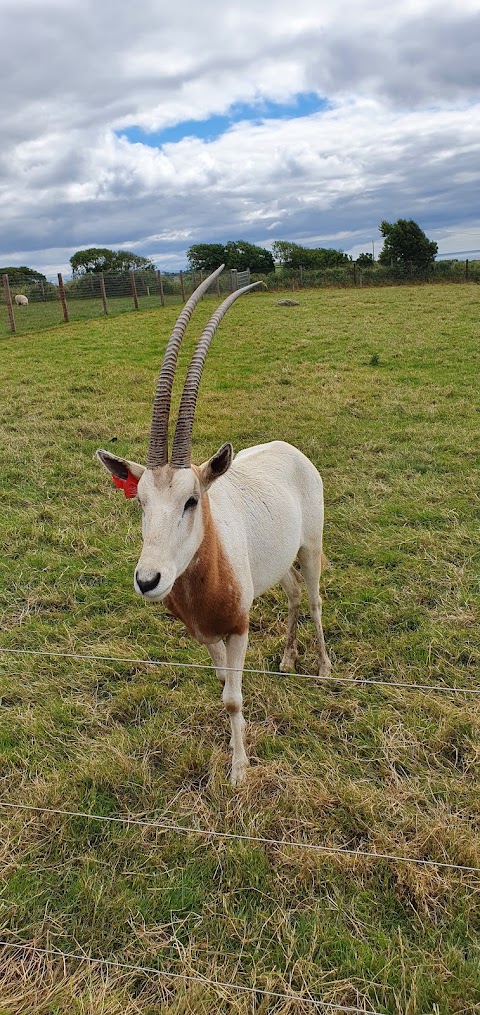 Ardmore Open Farm and Mini Zoo