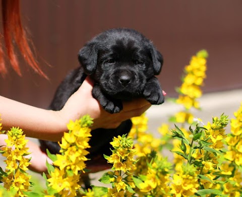 Night Single питомник лабрадоров | Labrador Retriever's kennel | Щенки лабрадора купить | Киев