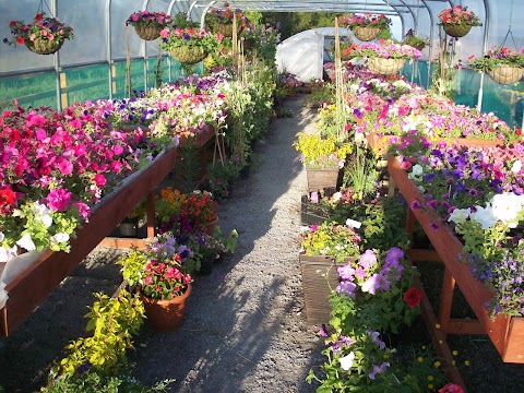 Dunleavy Nurseries