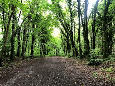 Derrycarne Wood