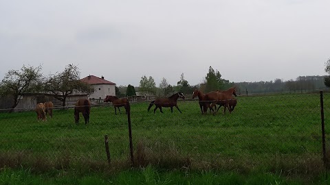 Punkt Edukacyjny Nadleśnictwa Niepołomice w leśnictwie Sitowiec