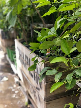 Bendigo Kitchen Garden-Nursery (Bendigo Wholefoods)