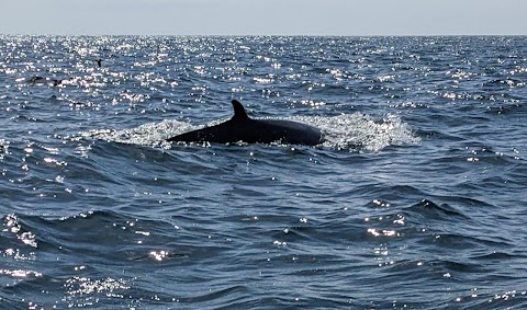 Baltimore Sea Safari