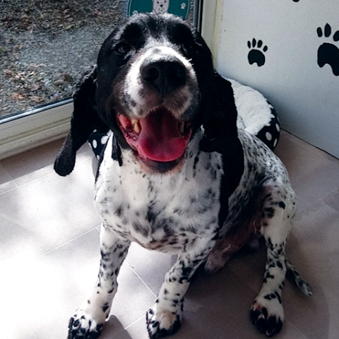 Doggy Days Grooming, Limerick