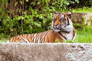 Miejski Ogród Zoologiczny im. Antoniny i Jana Żabińskich w Warszawie