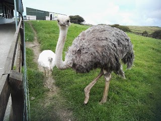 Moher Hill Open Farm and Leisure Park