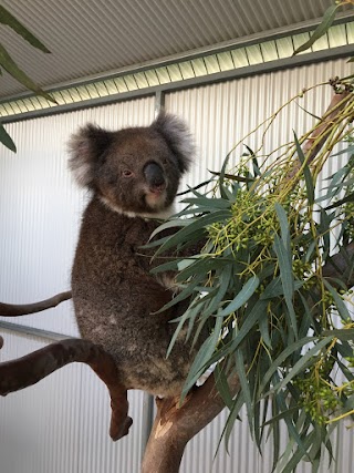 Adelaide Koala & Wildlife Centre