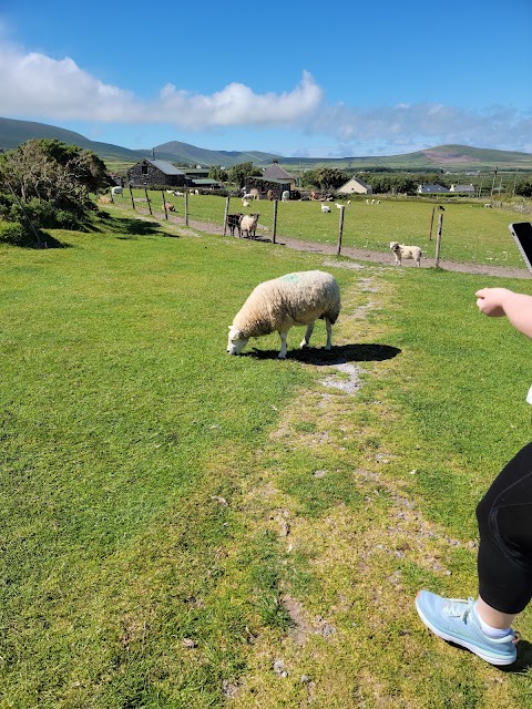 Lios Stone Circle & Animal Feeding