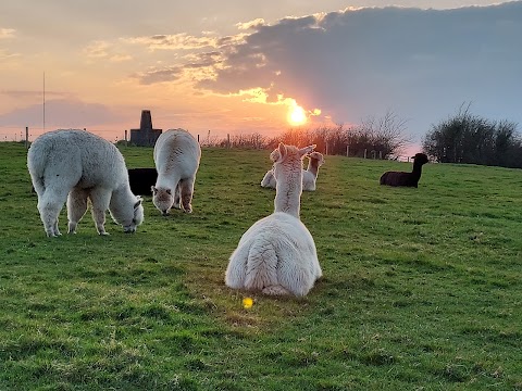 Hilltop Farm Alpacas