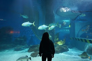 SEA LIFE Melbourne Aquarium