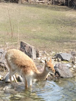 Płazy w ZOO Opole