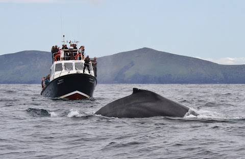 Blasket Islands Eco Marine Tours