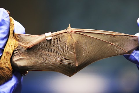 Bat Rehabilitation Ireland