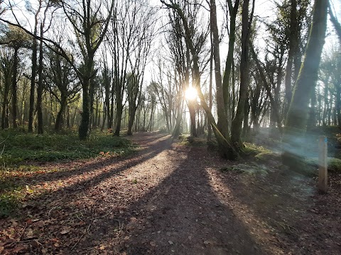 Ballyannan Woods - Midleton Forest