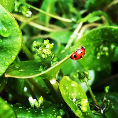 Little Green Growers