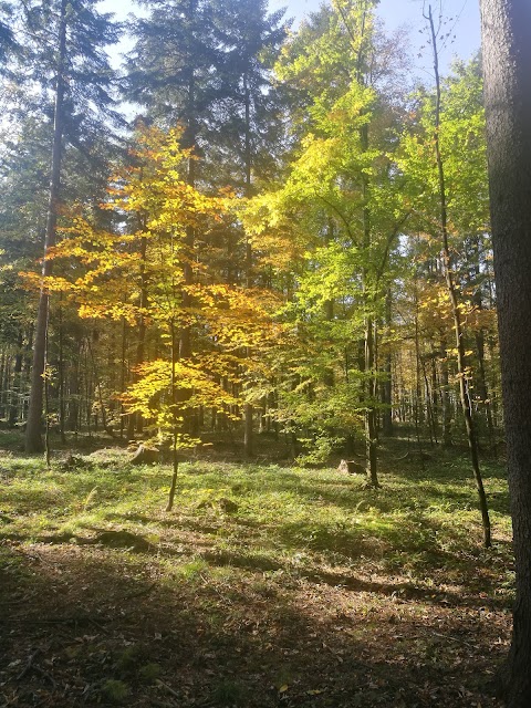 Park Cygański Las w Bielsku-Białej